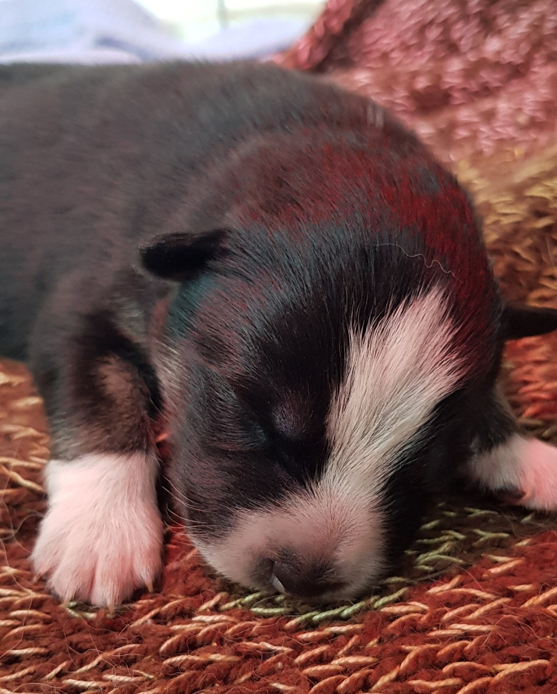 Domaine de Merlou - Chien finnois de Laponie - Portée née le 16/12/2025