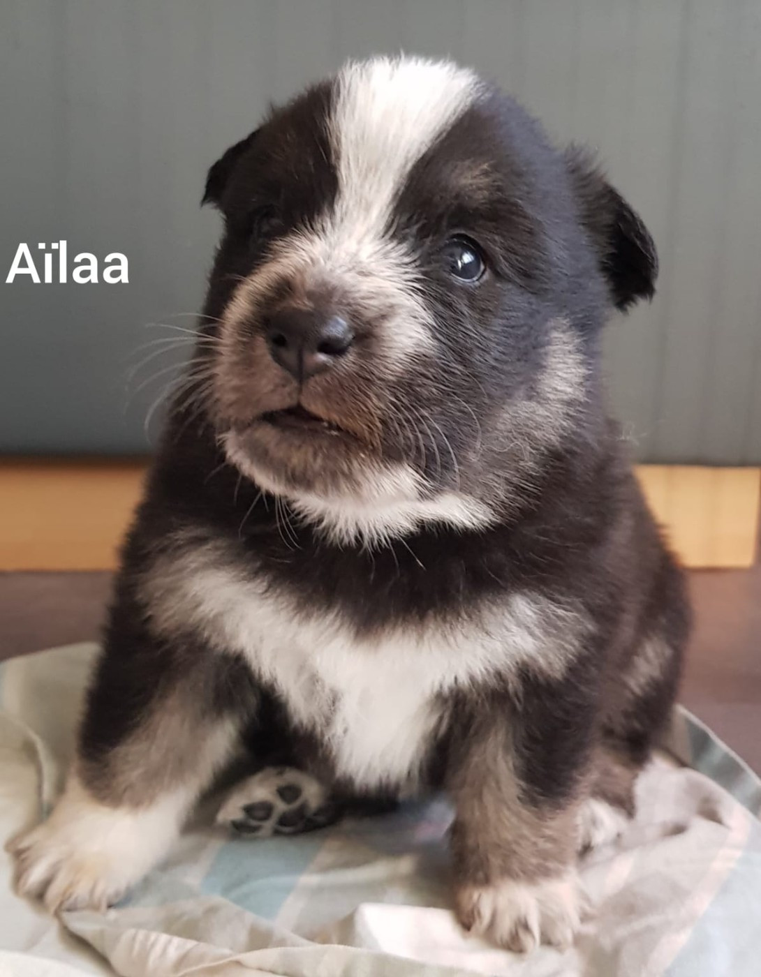 Domaine de Merlou - Chien finnois de Laponie - Portée née le 16/12/2025