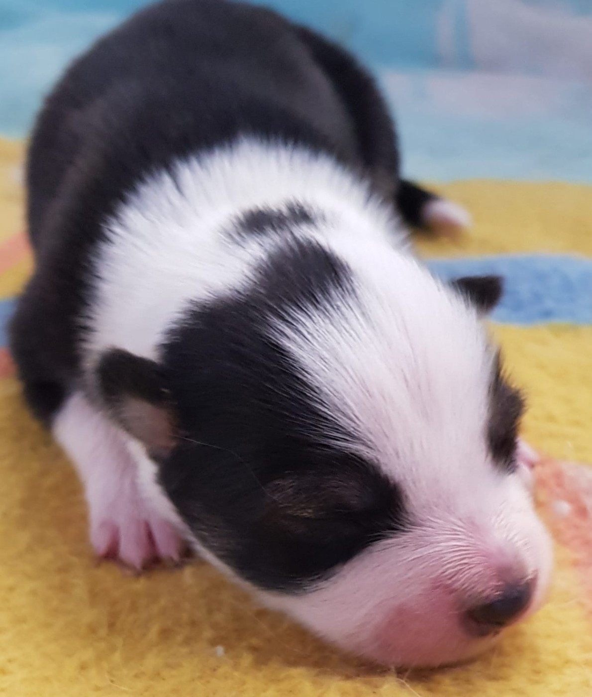 Domaine de Merlou - Chiots disponibles - Chien finnois de Laponie