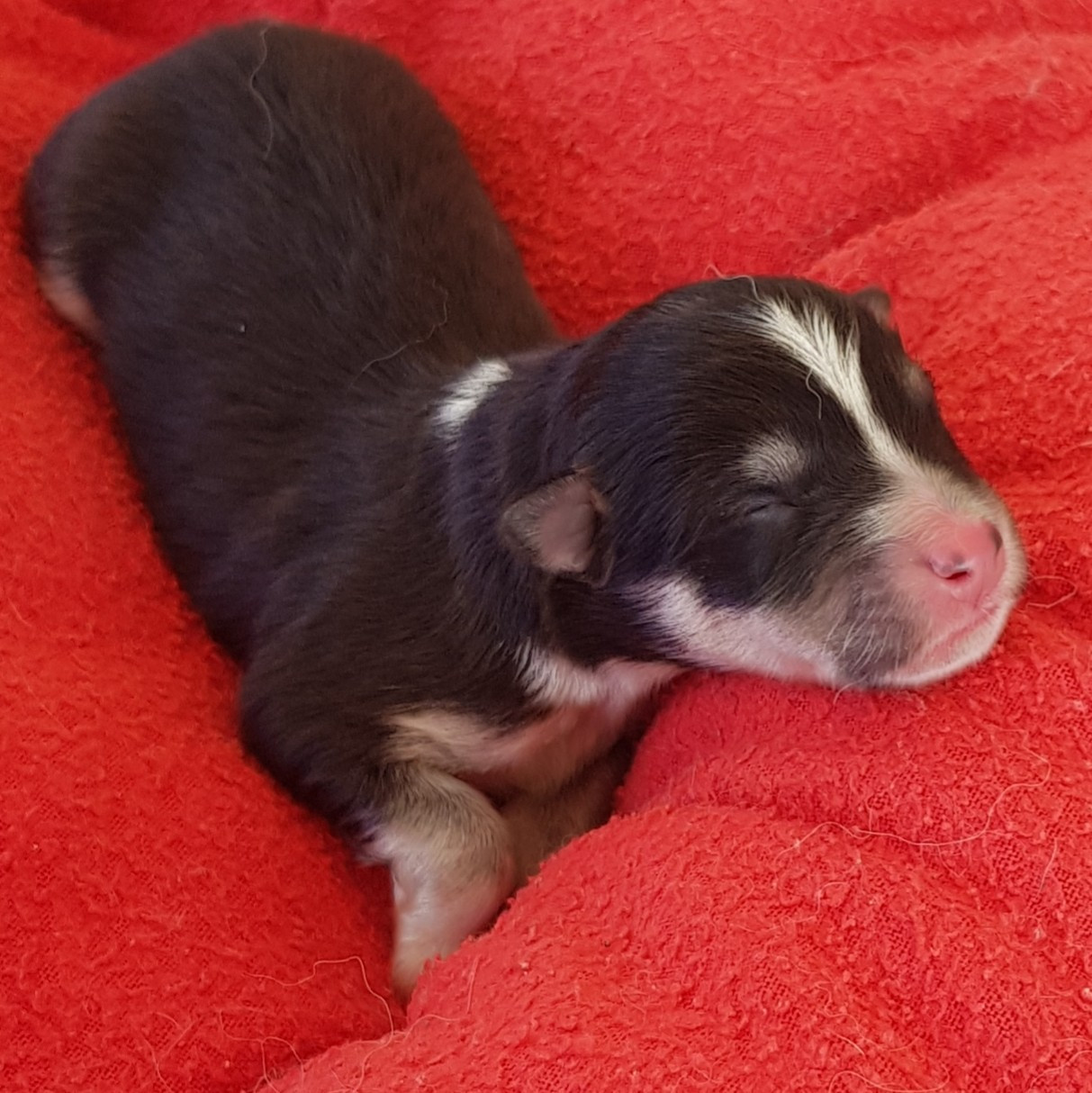 Domaine de Merlou - Chiots disponibles - Chien finnois de Laponie