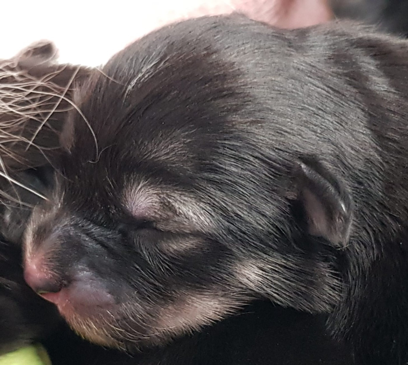 Domaine de Merlou - Chiots disponibles - Chien finnois de Laponie