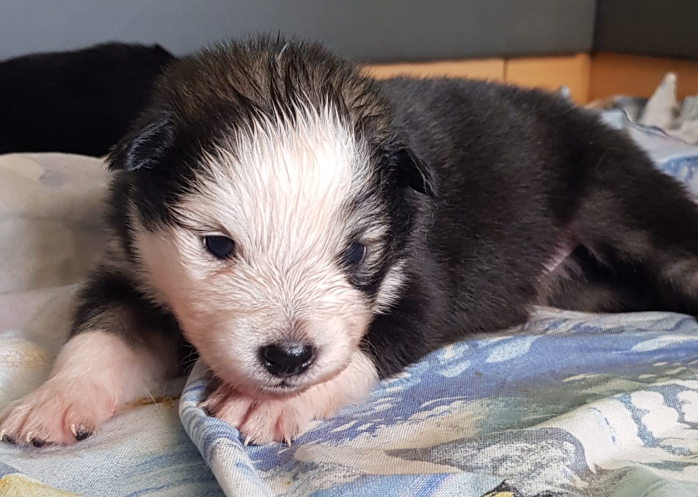Domaine de Merlou - Chiots disponibles - Chien finnois de Laponie