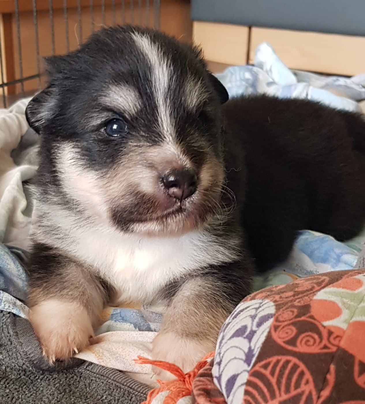 Domaine de Merlou - Chiots disponibles - Chien finnois de Laponie