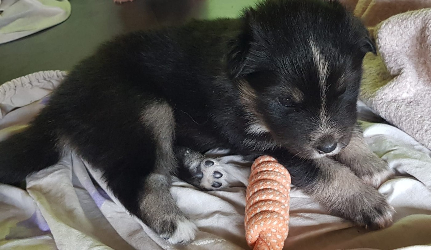 Domaine de Merlou - Chiots disponibles - Chien finnois de Laponie