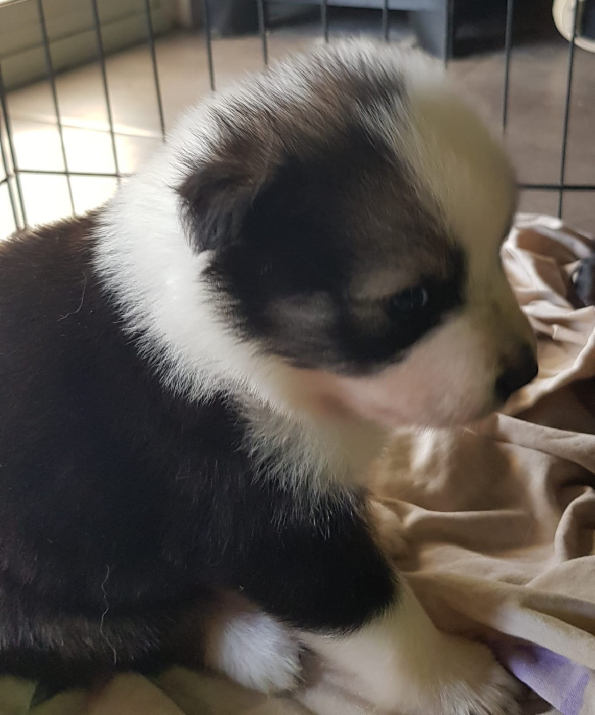 Domaine de Merlou - Chiots disponibles - Chien finnois de Laponie