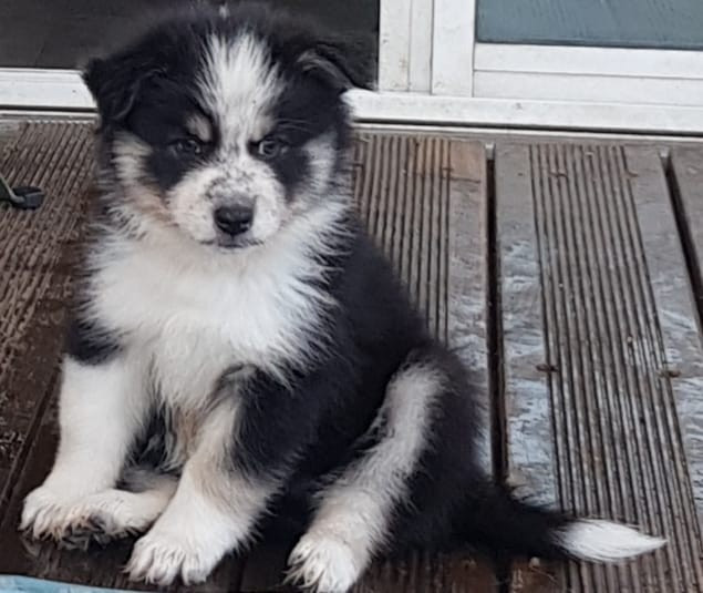 Domaine de Merlou - Chiots disponibles - Chien finnois de Laponie