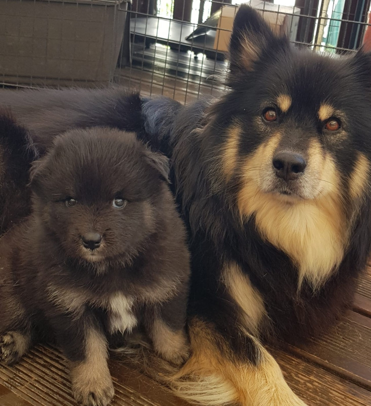Domaine de Merlou - Chiots disponibles - Chien finnois de Laponie