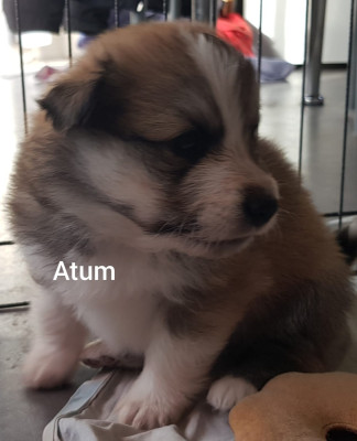Atum