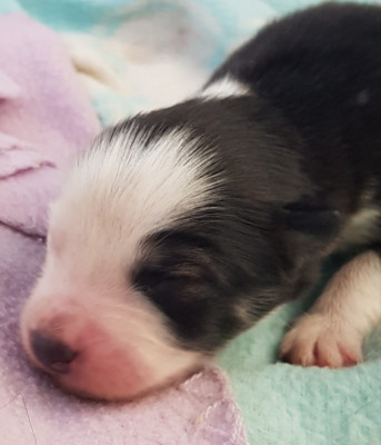 CHIOT 2