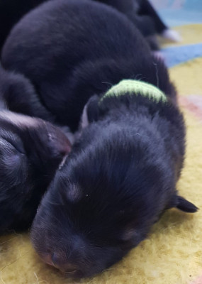 CHIOT 4