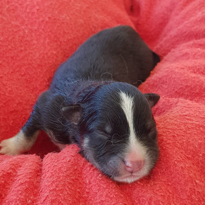 CHIOT 5