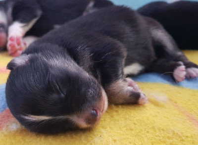 CHIOT 6