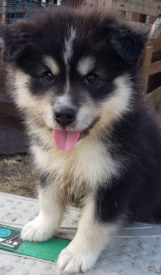 Balto