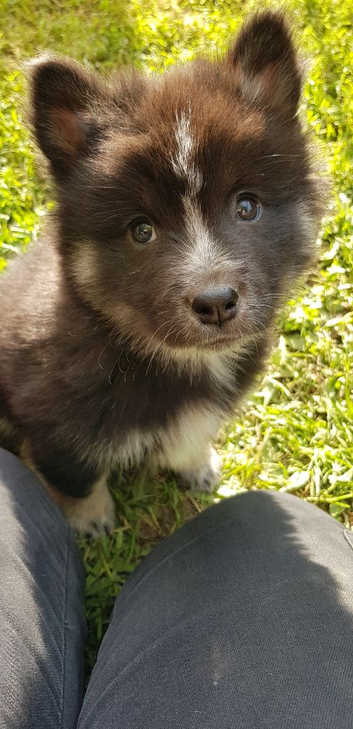 Domaine de Merlou - Chien finnois de Laponie - Portée née le 09/03/2024